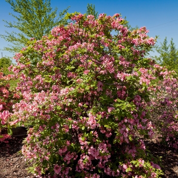 Rhododendron Electric Lights™ 'Double Pink'