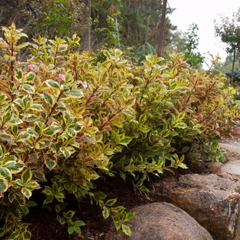 Weigela florida 'Rainbow Sensation™' (110968)