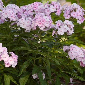 Phlox paniculata Candy Store® 'Cotton Candy' (110986)