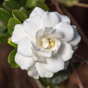 Gardenia jasminoides 'Double Mint' (110988)