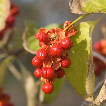 Celastrus scandens 'Autumn Revolution™' (110991)