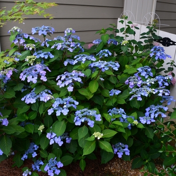 Hydrangea macrophylla 'Twist-n-Shout®' (111000)