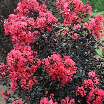 Lagerstroemia indica 'Diamond Dazzle®' Piilag-I Dwarf Crape Myrtle from ...