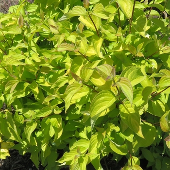 Cornus alba 'Neon Burst™' (111013)