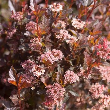 Physocarpus opulifolius 'Little Devil™' (111016)