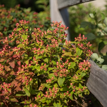 Hypericum x inodorum 'Red Star' (111019)