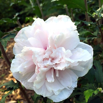 Hibiscus syriacus French Cabaret™ 'Blush' (111021)