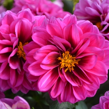 Dahlia Dalaya™ 'Raja' (111040)