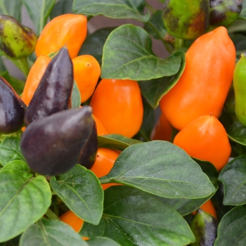 Capsicum annuum 'Samba XL Orange' (111043)