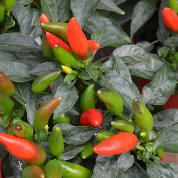 Capsicum annuum 'Macho' (111046)