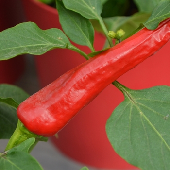 Capsicum annuum 'Hot Banana' (111053)