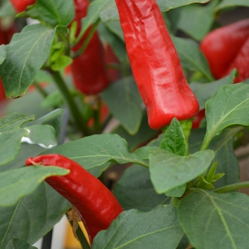 Capsicum annuum 'Hot Banana' (111054)