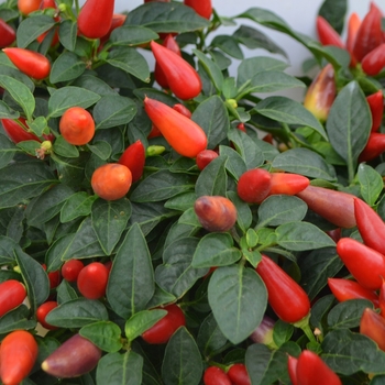 Capsicum annuum Acapulco® 'Multicolor' (111055)