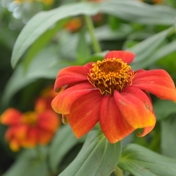 Zinnia Zany™ 'Scarlet' (111060)