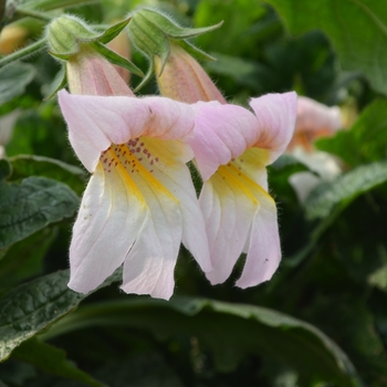 Rehmannia 'Tiger's Tongue' (111061)