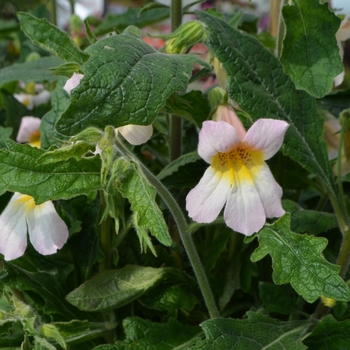 Rehmannia 'Tiger's Tongue' (111062)