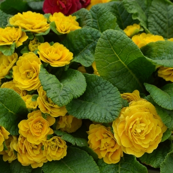 Primula vulgaris Belarina® 'Goldie' (111064)