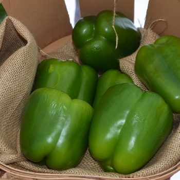 Capsicum annuum '' (111068)