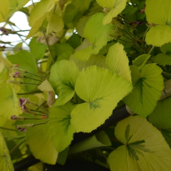 Pelargonium cordifolium 'Caroline's Citrine' (111072)