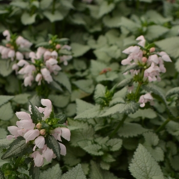 Lamium maculatum 'Hanky Panky' (111077)