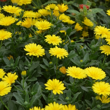 Calendula 'Sunshine & Light™ Yellow' (111084)