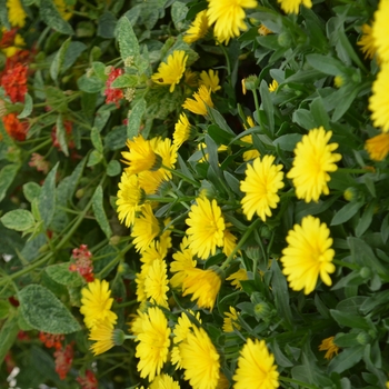 Calendula 'Sunshine & Light™ Yellow' (111085)