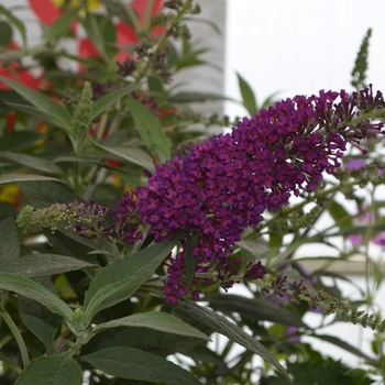 Buddleia davidii Buzz® 'Magenta Improved' (111087)