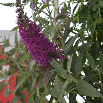 Buddleia davidii Buzz® 'Magenta Improved' (111088)