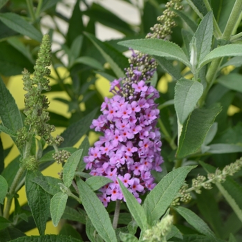 Buddleia davidii Buzz® '' (111092)