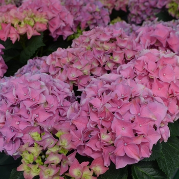 Hydrangea macrophylla 'Early Rosa®' (111098)