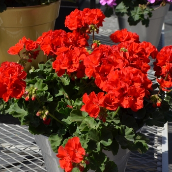 Pelargonium x hortorum Grandeur® 'Dark Velvet Red' (111105)