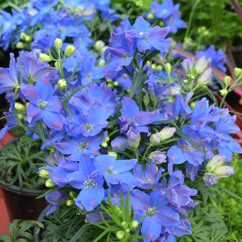 Delphinium grandiflorum 'Diamond Blue' (111115)