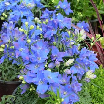 Delphinium grandiflorum 'Diamond Blue' (111116)