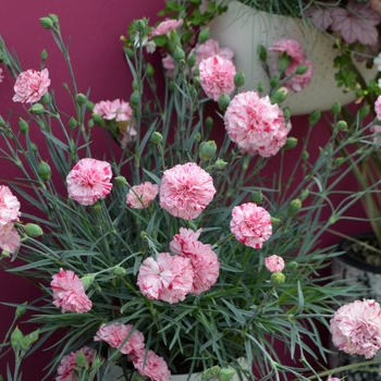 Dianthus Premier™ 'Pinball Wizard' (111117)