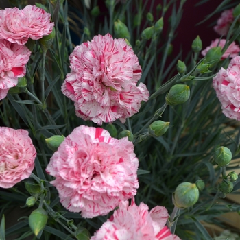 Dianthus Premier™ 'Pinball Wizard' (111118)