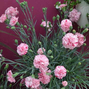 Dianthus Premier™ 'Pinball Wizard' (111119)