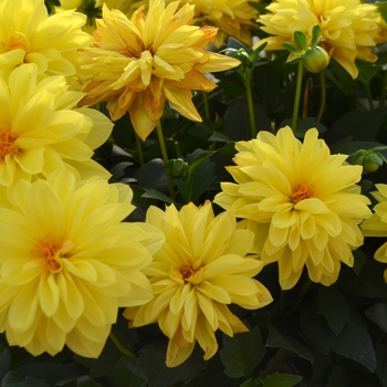 Dahlia Dalaya® 'Yellow' (111124)