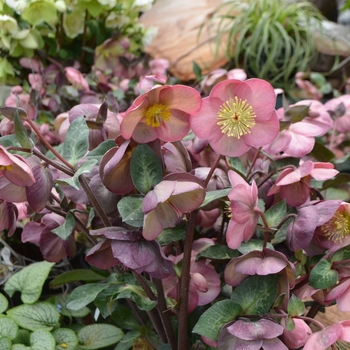 Helleborus Frostkiss® 'Penny's Pink®' (111129)