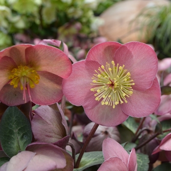 Helleborus Frostkiss® 'Penny's Pink®' (111130)