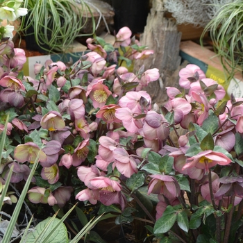 Helleborus Frostkiss® 'Penny's Pink®' (111131)