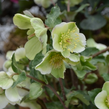 Helleborus Frostkiss® 'Bayli's Blush®' (111132)