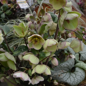 Helleborus Frostkiss® 'Bayli's Blush®' (111134)