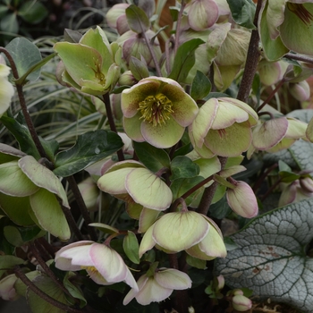 Helleborus Frostkiss® 'Bayli's Blush®' (111135)