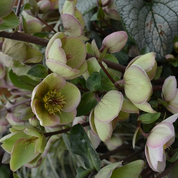 Helleborus Frostkiss® 'Bayli's Blush®' (111136)