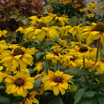 Echibeckia Summerina® 'Yellow' (111140)