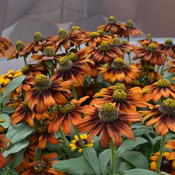 Echibeckia Summerina™ 'Pumpernickel' (111144)