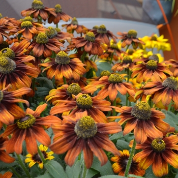 Echibeckia Summerina™ 'Pumpernickel' (111145)