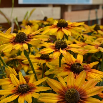 Echibeckia Summerina® 'Orange' (111149)