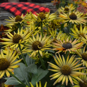 Echibeckia Summerina™ 'Electra Shock' (111150)