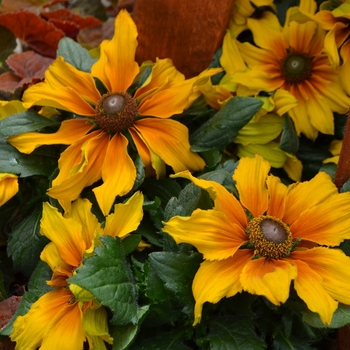 Echibeckia Summerina™ 'Butterscotch Biscuit' (111153)